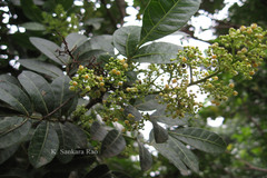 Schinus terebinthifolia